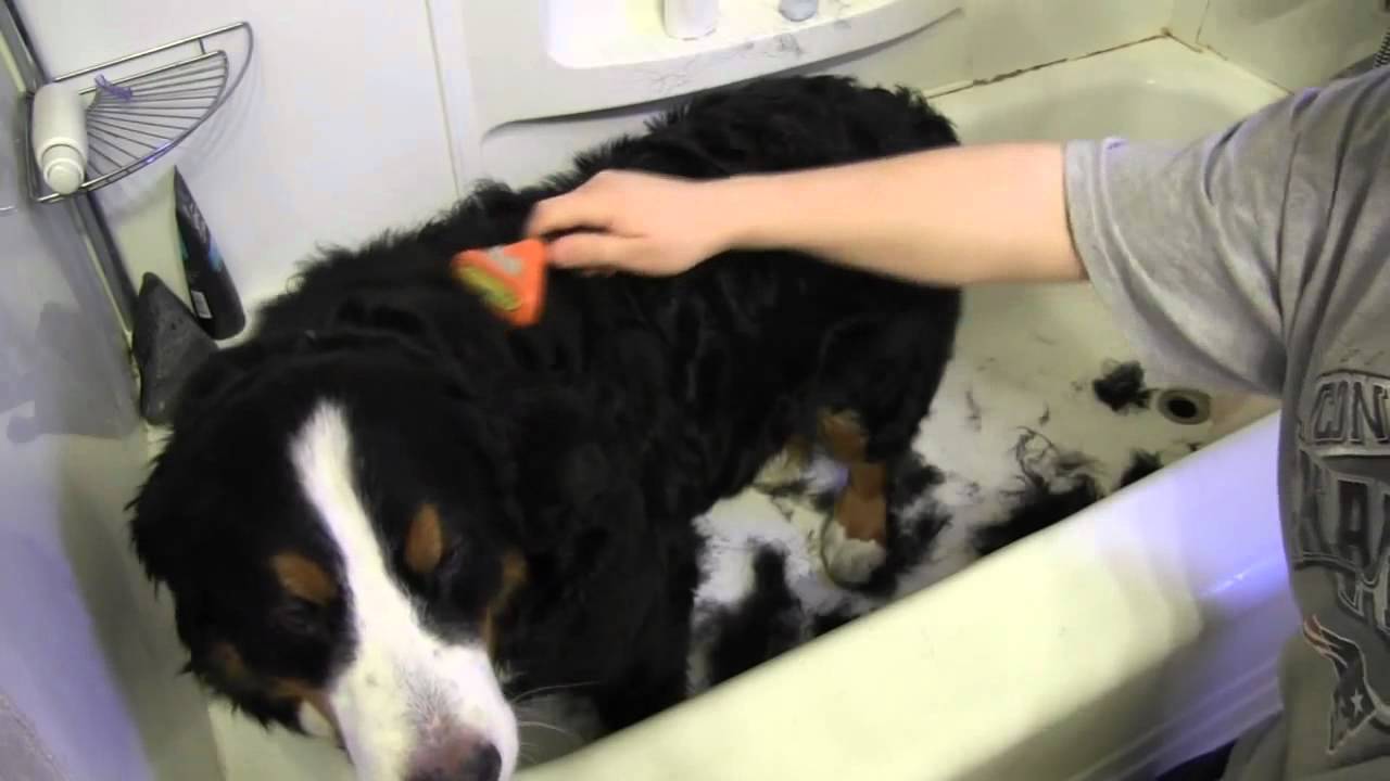 Practical Care Tips for a Bernese Mountain Dog - See Here