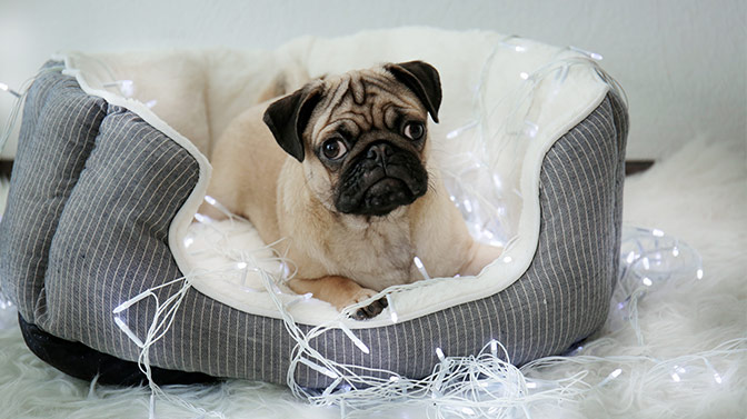 do pugs suffer breathing problems