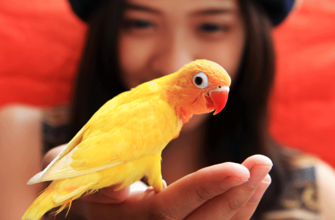 The Pros and Cons of Pet Birds