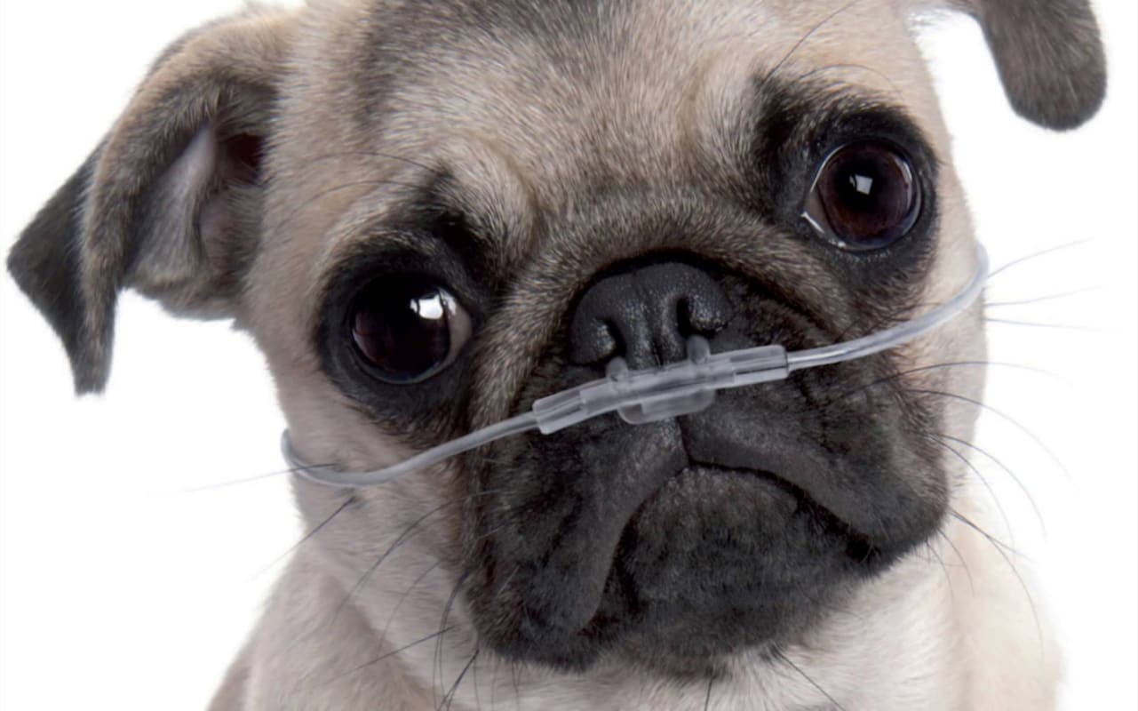 Pug Puppies - Learn About the Health Risks Associated