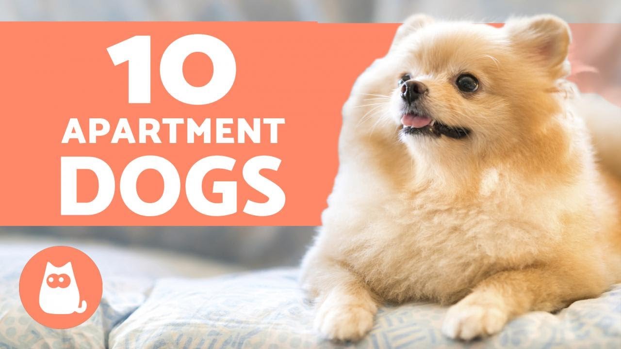 Best Dogs for Small Spaces - Discover Them Here