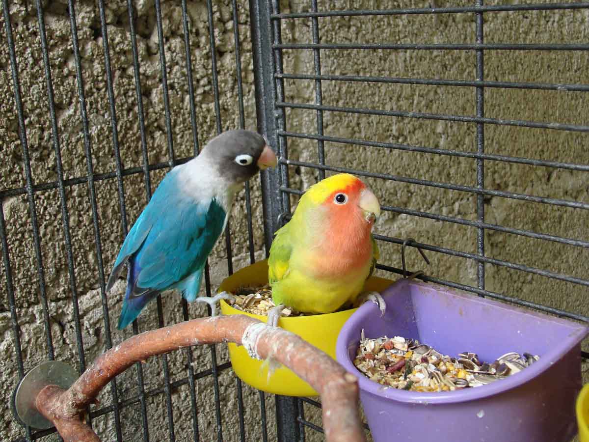 The Pros and Cons of Pet Birds