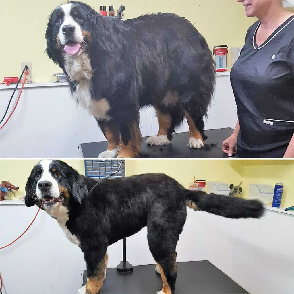 Practical Care Tips for a Bernese Mountain Dog - See Here