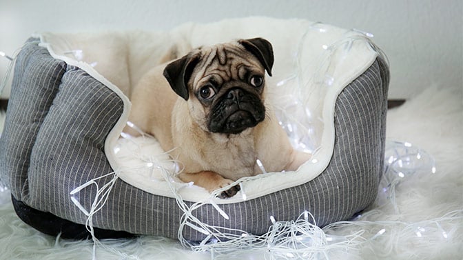 Pug Puppies - Learn About the Health Risks Associated