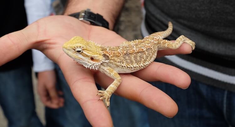 Discover Some of the Best Lizard Pets to Have