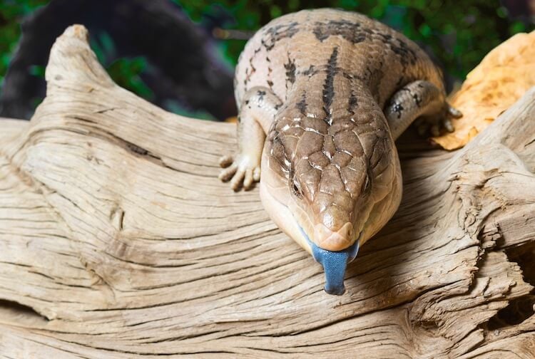 Discover Some of the Best Lizard Pets to Have