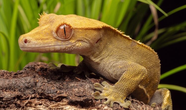 Discover Some of the Best Lizard Pets to Have