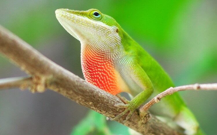 Discover Some of the Best Lizard Pets to Have