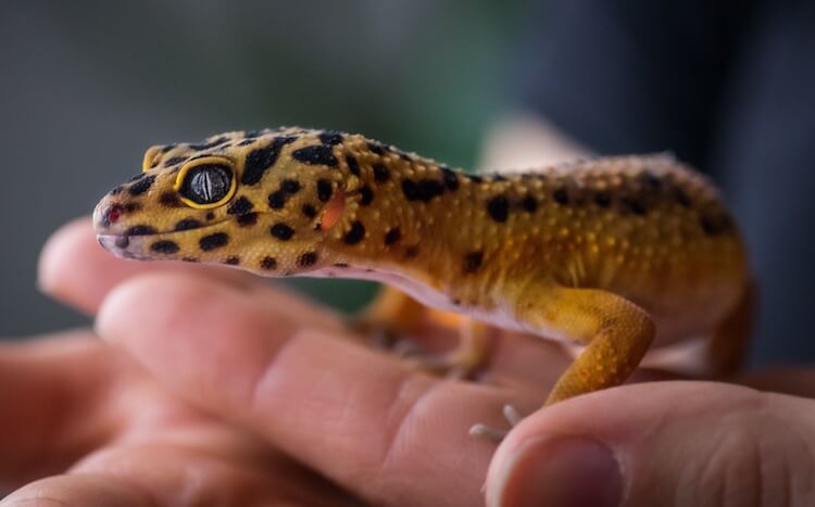 Discover Some of the Best Lizard Pets to Have